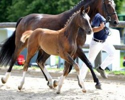 dressage horse Palmira (Bavarian, 2012, from Disco-Boy)