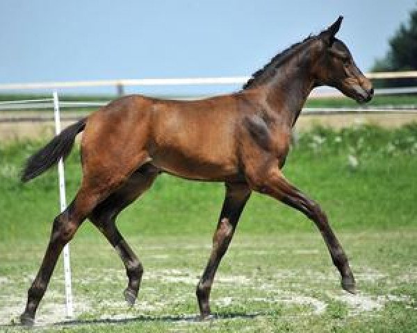 dressage horse Saint Tropez (Bavarian, 2012, from Swarovski)