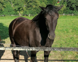 Pferd Tirana 86 (Trakehner, 2018, von Hirtentanz 2)