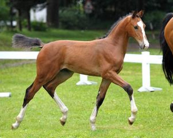 horse Livorno (Bavarian, 2012, from Lyjanero)