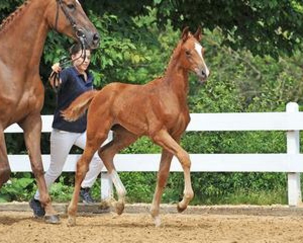 horse Wahayoma (Bavarian, 2012, from Lingh)