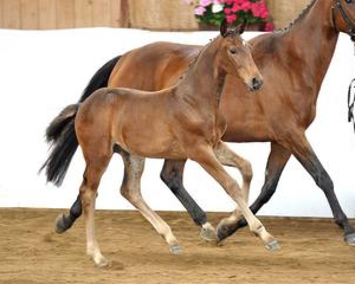 Pferd Cascaval (Bayer, 2012, von Chacco Chacco)