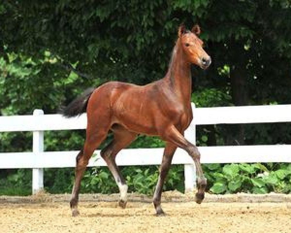 horse Lausanne (Bavarian, 2012, from Con Spirito R)