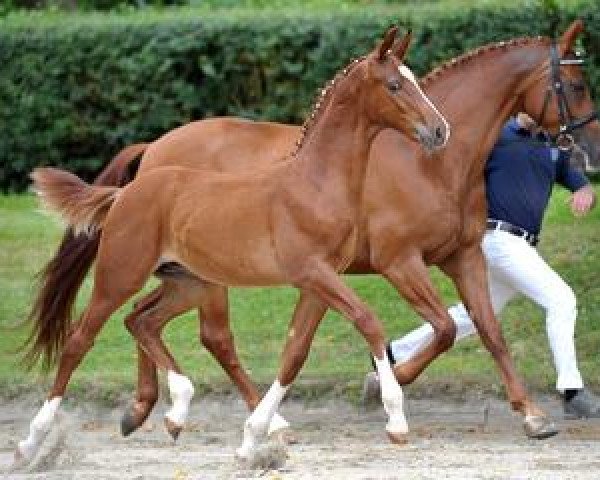 horse Denver (Bavarian, 2012, from Disco-Boy)