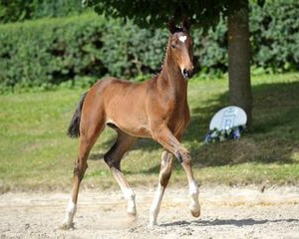 horse Damaskus (Bavarian, 2012, from Disco-Boy)