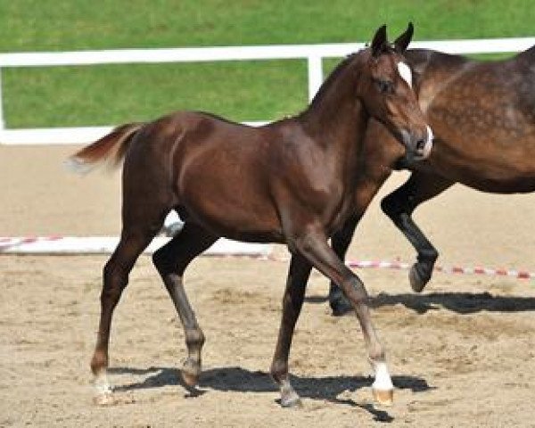 Dressurpferd Django 416 (Deutsches Reitpony, 2012, von Diors Daikiri)