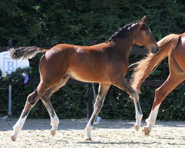 horse Buenos Aires (Bavarian, 2012, from Benetton Dream FRH 1301)