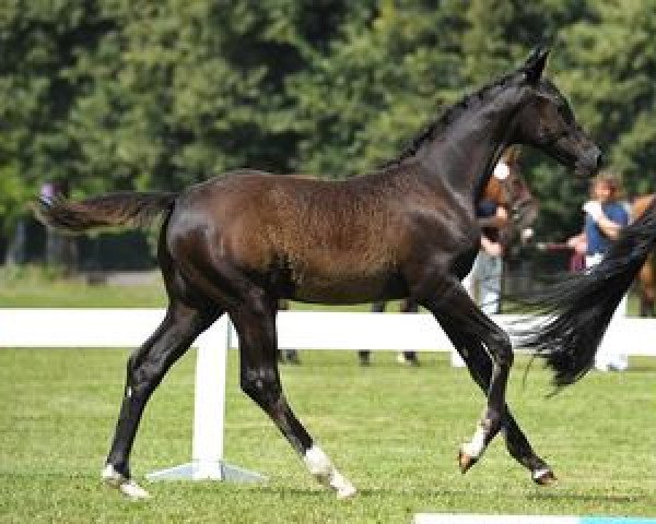 Pferd Gran Paradiso (Bayer, 2012, von Malibu 131)