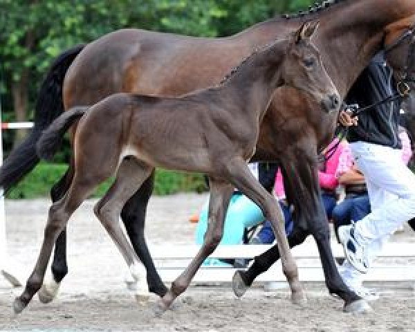 dressage horse Fürstenberg (Bavarian, 2012, from Fürstenball)