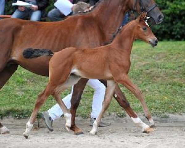 Pferd Wagga Wagga (Bayer, 2012, von Un Amore)