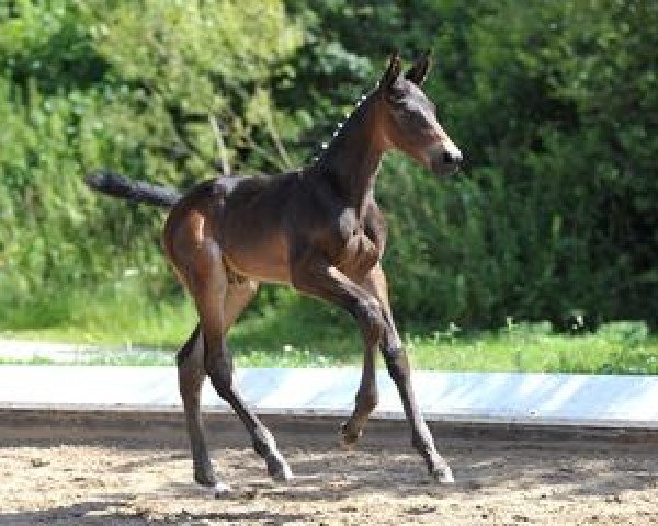 Springpferd Cambridge (Bayer, 2012, von Chin Champ)