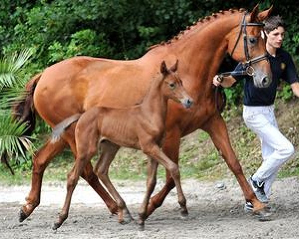 horse Cor Laboom (Bavarian, 2012, from Cinjo de F)