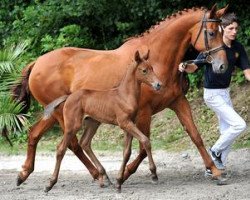 horse Cor Laboom (Bavarian, 2012, from Cinjo de F)