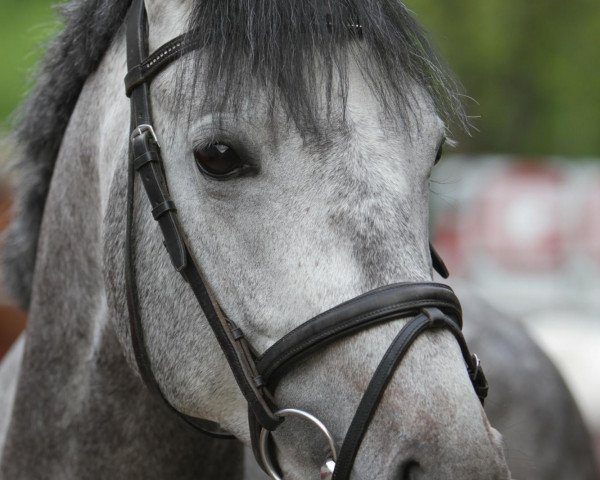 Deckhengst Belami (Trakehner, 2005, von Schoenbrunn)