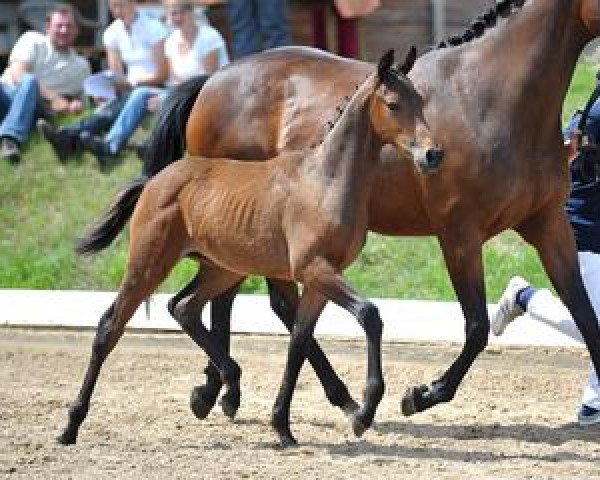 horse El Dorado (Bavarian, 2012, from Embassy II)