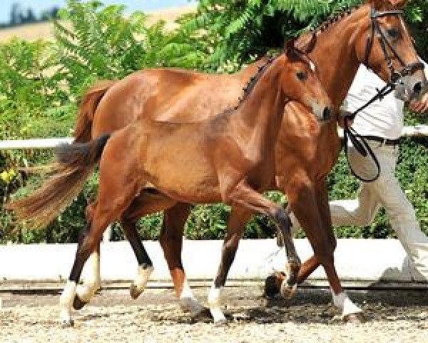 horse Palermo (Bavarian, 2012, from Moosbachhof's Peron)