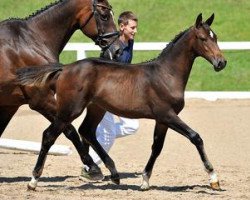 horse Alicante (Bavarian, 2012, from Candyman)