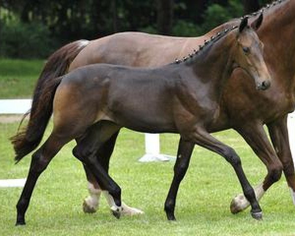 dressage horse Fescher Wilhelm (Bavarian, 2012, from Fürst Wilhelm)