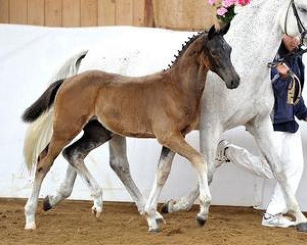 horse Halifax (Bavarian, 2012, from Hot Spirit)
