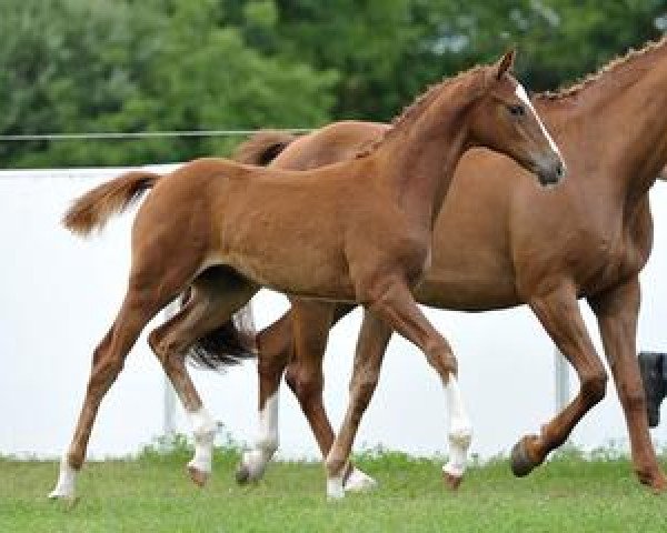 horse Cartagena (Bavarian, 2012, from Palmares)