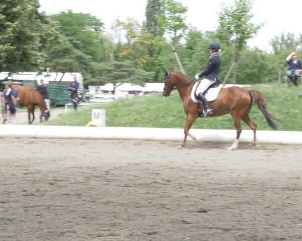 Reitturnier W, Wien-Freudenau/ASKÖ 2022