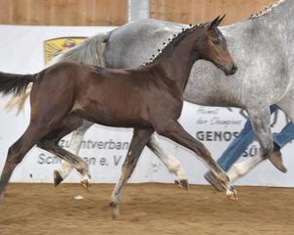 broodmare Jakarta (Bavarian, 2012, from Hot Spirit)