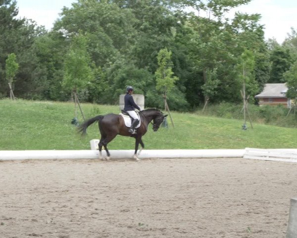 Reitturnier W, Wien-Freudenau/ASKÖ 2022
