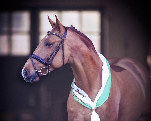 stallion Scendrick (Oldenburg show jumper, 2017, from Stolzenberg)