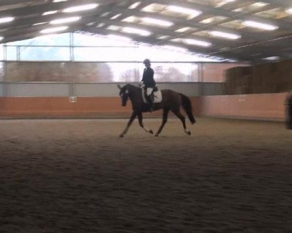 broodmare Damon's Cara SP (Westphalian, 2008, from Damon Hill)