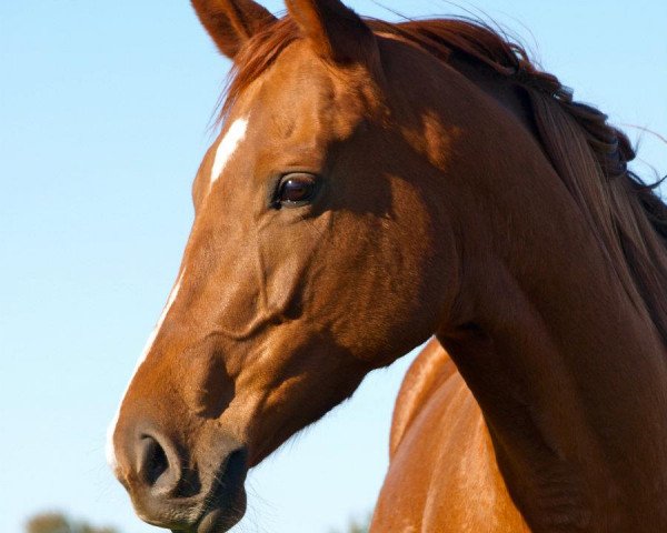 jumper Naolina xx (Thoroughbred, 2007, from Paolini xx)