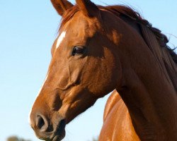 jumper Naolina xx (Thoroughbred, 2007, from Paolini xx)