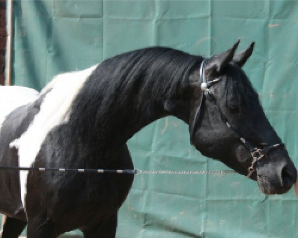 stallion Schahar (Arab half breed / Partbred, 1995, from Saladin 1976 ox)