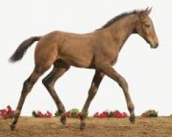 jumper Con Calidad 5 (Holsteiner, 2012, from Connor 48)