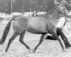 broodmare Arcticonius xx (Thoroughbred, 1968, from Apollonius xx)