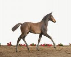 jumper Caturo T (Holsteiner, 2012, from Catoo)