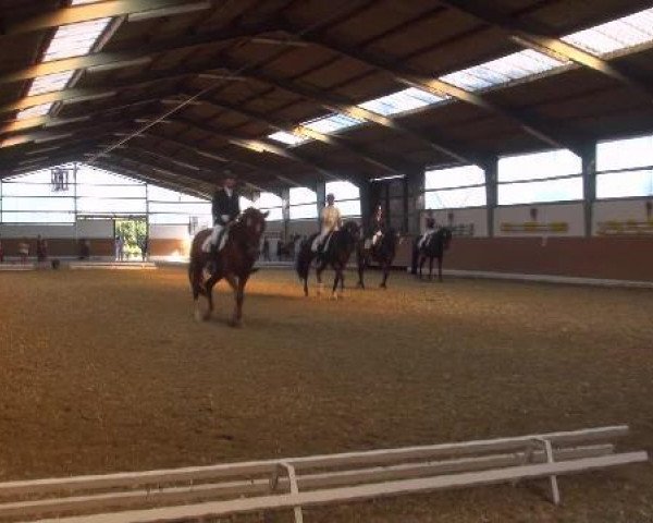 dressage horse Whoopy 65 (Westphalian, 1998, from Williams)