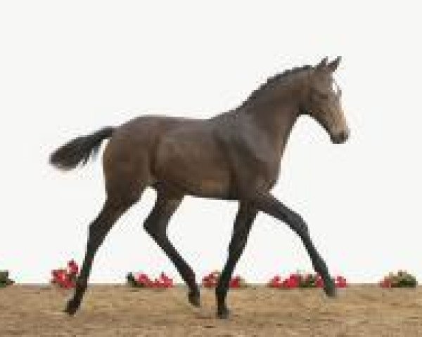 horse Caya (Holsteiner, 2012, from Catoo)