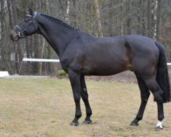 Deckhengst Zento (KWPN (Niederländisches Warmblut), 2004, von Quasimodo Z)