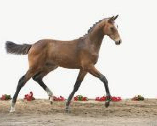 horse Liuku (Holsteiner, 2012, from Catoo)
