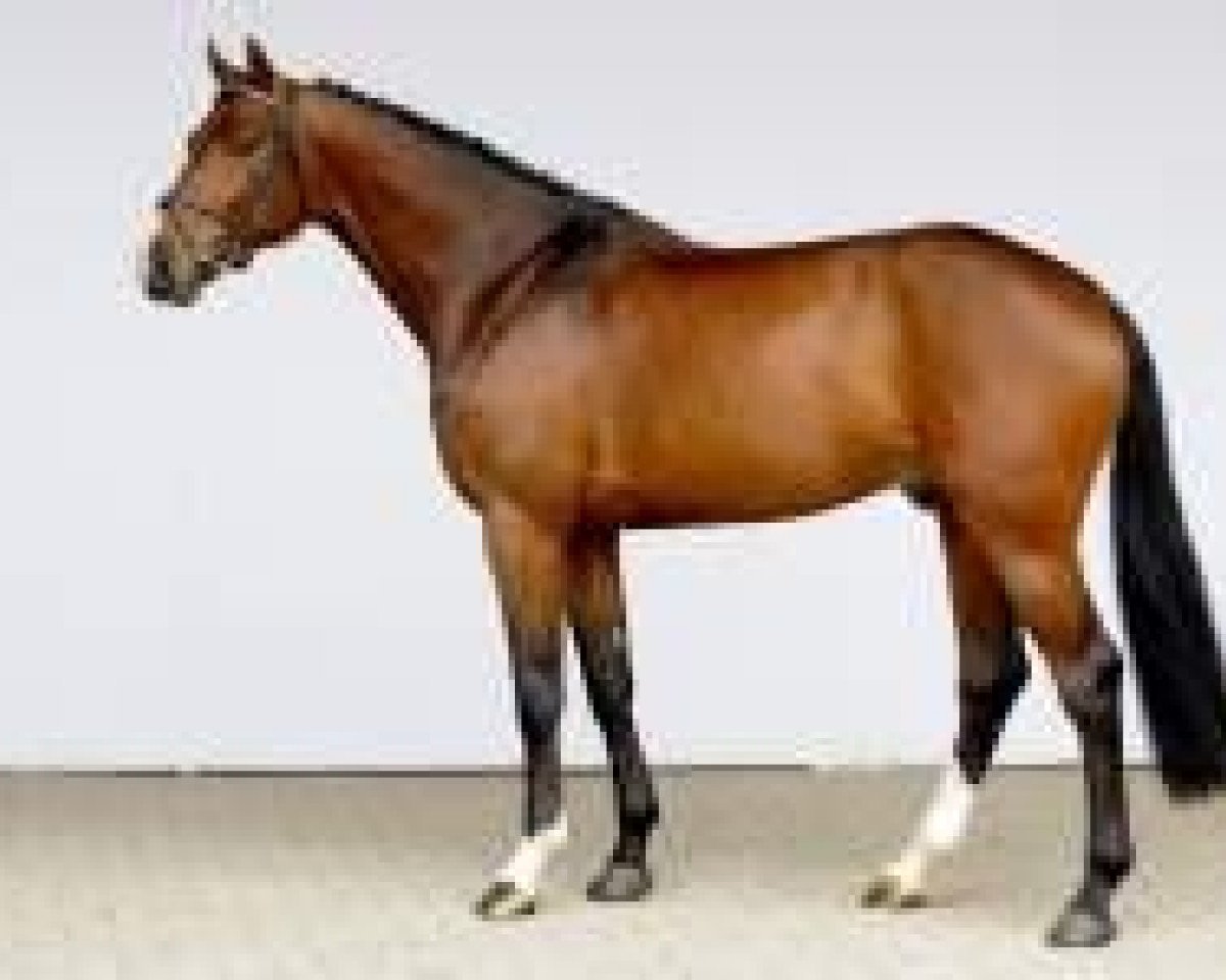 stallion Uriko (KWPN (Royal Dutch Sporthorse), 2007, from Untouchable)