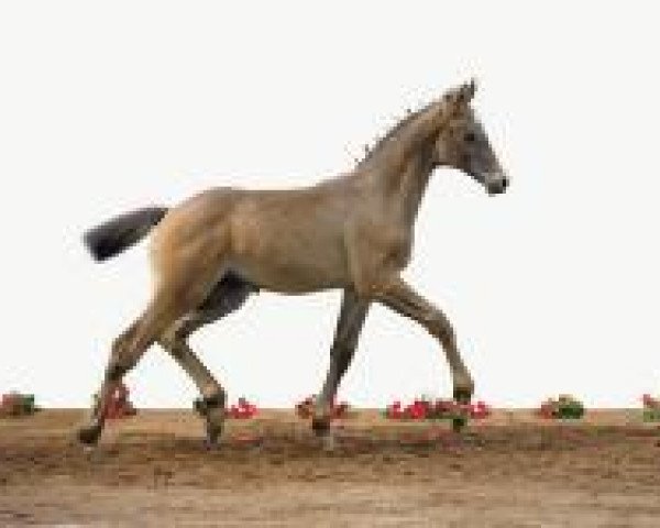 jumper Cocorico 4 (Holsteiner, 2012, from Chin Champ)
