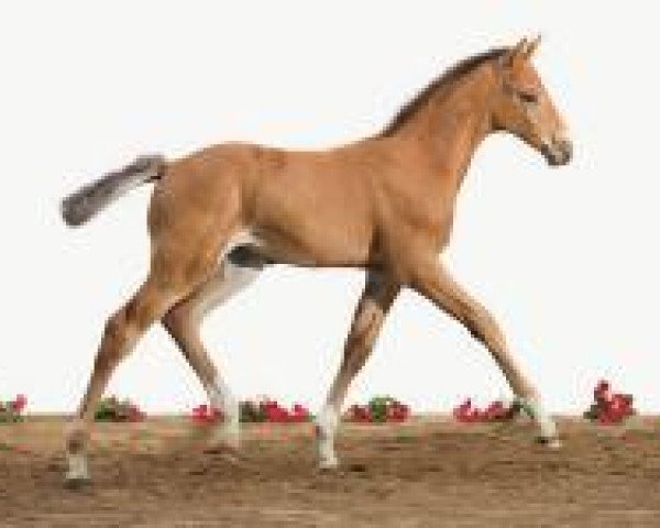 horse Fohlen Hol 27 (Holsteiner, 2012, from Corrado I)