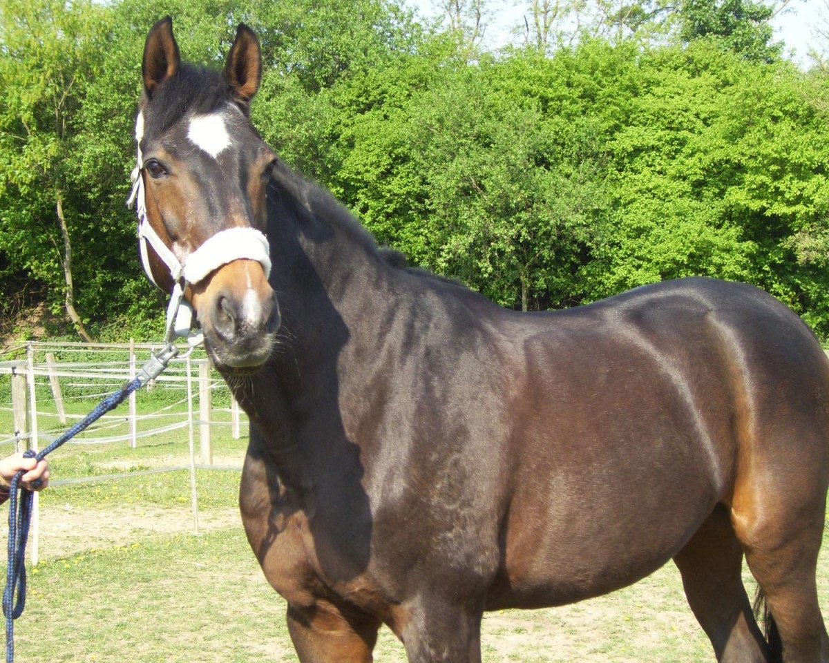 broodmare Ariane (Hanoverian, 1987, from Akzent II)
