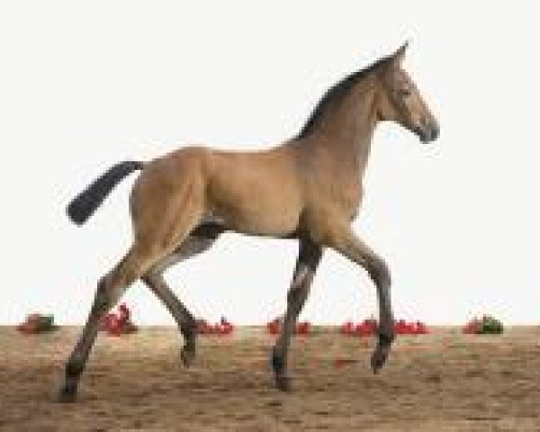 broodmare Letizia 59 (Holsteiner, 2012, from Legolas)