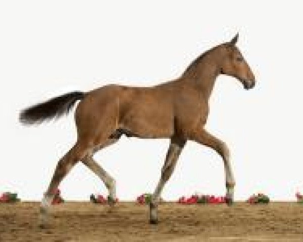 Springpferd Charly Carlsen (Holsteiner, 2012, von Cormint)