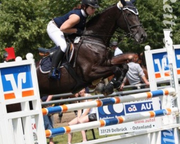 broodmare Qualite 3 (Holsteiner, 2001, from Leandro)