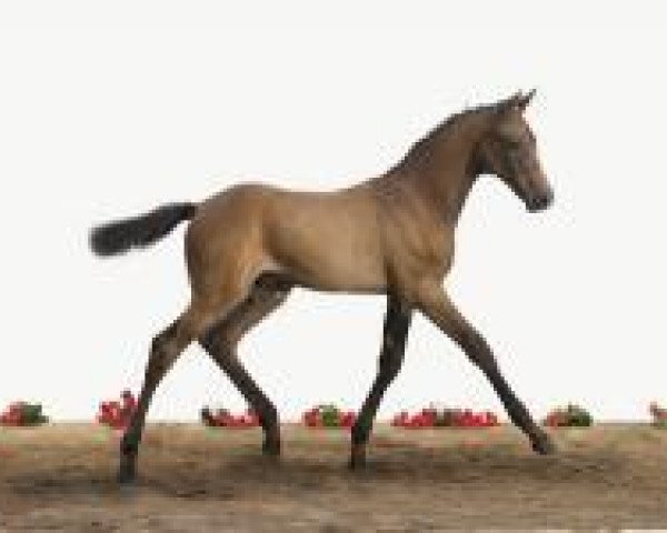 horse Fohlen Hol 18 (Holsteiner, 2012, from Clearway)