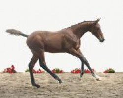 jumper Classico 66 (Holsteiner, 2012, from Cormint)