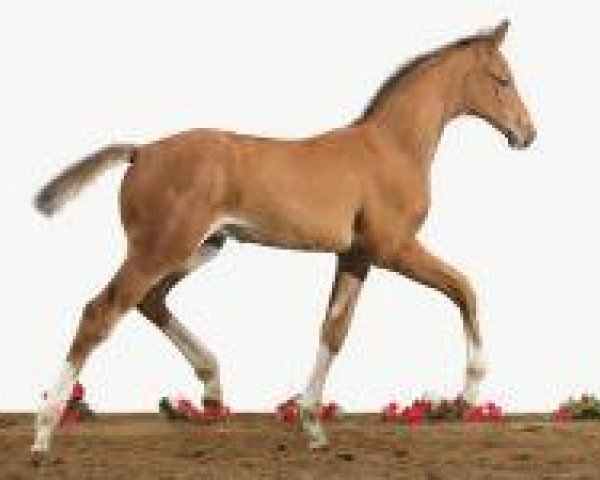 horse Fohlen Hol 14 (Holsteiner, 2012, from Conrato)