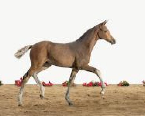 horse Fohlen Hol 11 (Holsteiner, 2012, from Cachas)